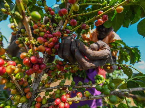 Çay ülkesi, kahve ülkesi olur mu? - fotoğraf 10