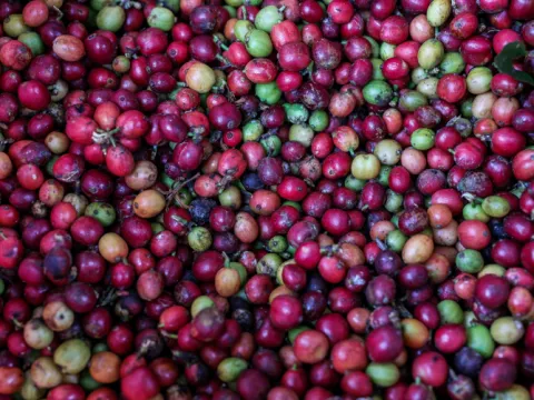 Çay ülkesi, kahve ülkesi olur mu? - fotoğraf 8