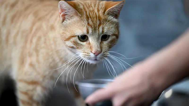 100 kedi maması test edildi. Kurşun dahil her türlü zararlı madde var