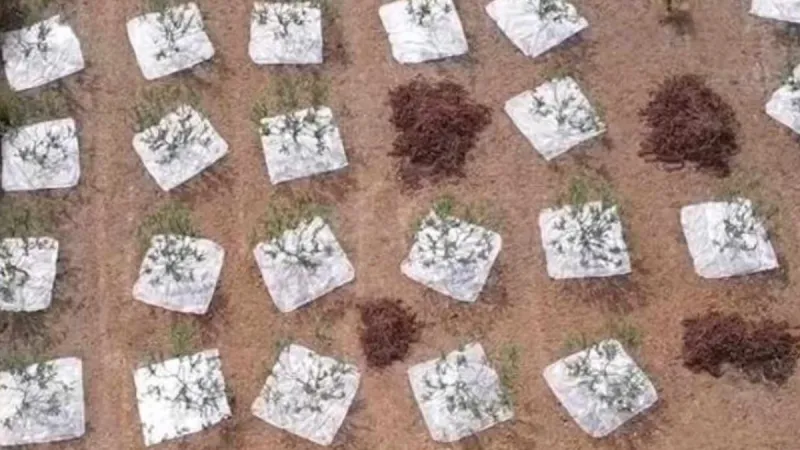 11 yıl sonra ilk hasat başladı: Ağaçlardan altın damlıyor, gramı servet değerinde satılıyor