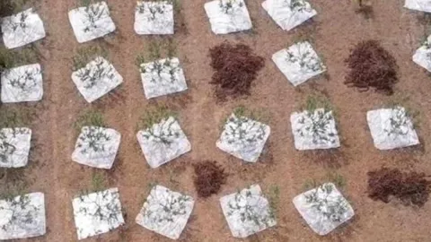11 yıl sonra ilk hasat başladı: Ağaçlardan altın damlıyor, gramı servet değerinde satılıyor
