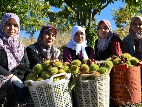 Hasadını yapıp özel kuyulara gömmeye başladılar: 2 ay sonra hazır olacak - fotoğraf 3