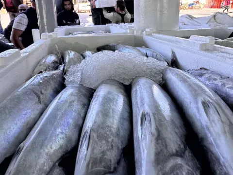 Denizden kasalar dolusu çıktı: Balıkçılar limana akın akın döndü - fotoğraf 1