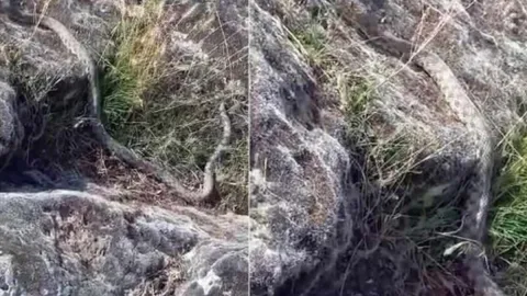3 metrelik yılanı görünce kaçmadı, içini döktü