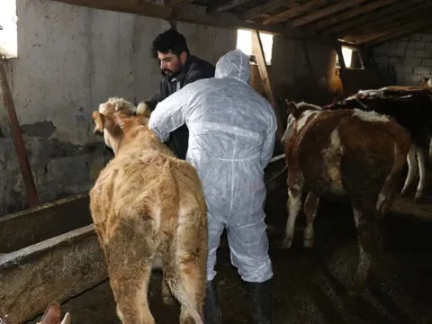 Kentte hastalık alarmı! Valilik açıklama yaptı, hayvan pazarı kapatıldı - fotoğraf 1
