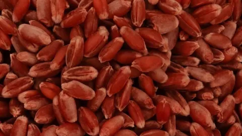 48 yıl önce asker ocağından cebinde getirmişti: Şimdi her yıl rekor hasat yapıyor