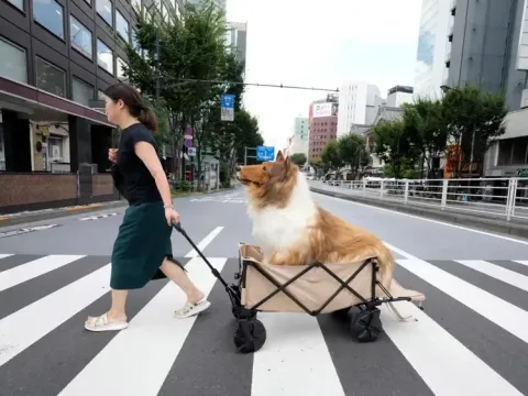 Köpek olmak için server harcamıştı: Yüzünü ilk kez gösterdi - fotoğraf 2