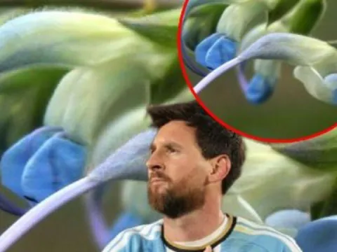 Messi'nin ismi bitkiye verildi! - fotoğraf 1