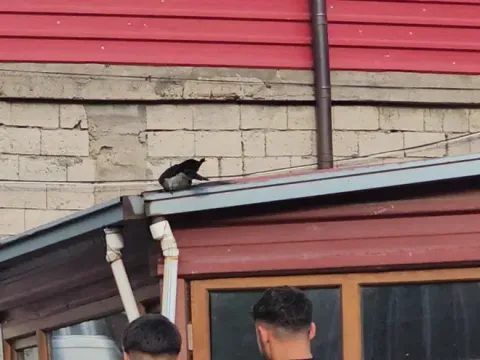 Kasap ile karga arasında sıra dışı dostluk. Dükkanın maskotu oldu - fotoğraf 1