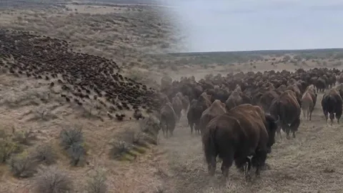 5 bin bizon doğaya bırakıldı, 2 yıl sonra ortaya çıkan değişim şaşırttı