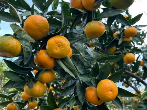Rizede mandalina çeşidi 9a çıktı, Antalyaya gönderildi - fotoğraf 2