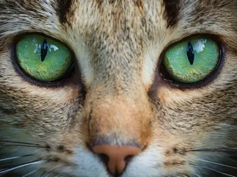 Kedi gözlerinden ilham alan kamera teknolojileri - fotoğraf 1