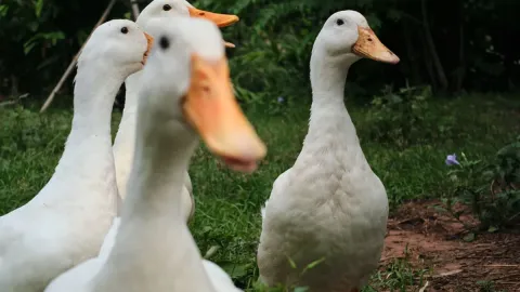 800 ördek her sabah aynı şey için mesaiye başlıyor
