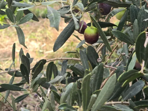 Bahçede bile kilosu 150 TL:  Hasat başladı - fotoğraf 2