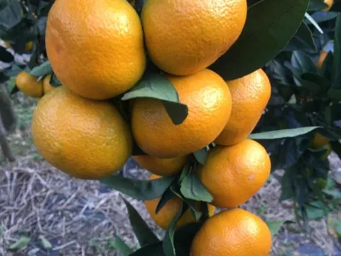 Rizede mandalina çeşidi 9a çıktı, Antalyaya gönderildi - fotoğraf 3