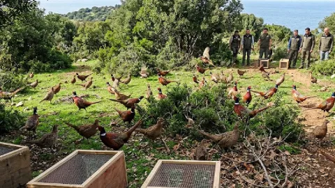 Adaya bırakılan 67 kuş 22 yıl sonra felaketi getirdi
