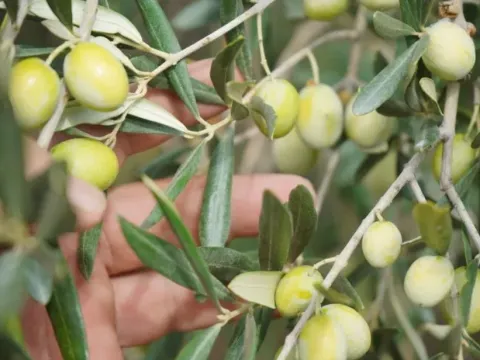 Zeytin ağacı olmayan ülke dünya zeytin toplama şampiyonu oldu - fotoğraf 1