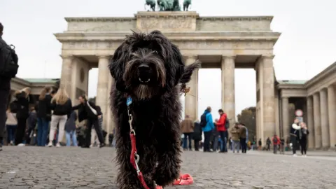 Almanya'da belediyeler köpek vergisinde 430 milyon euro kazandı