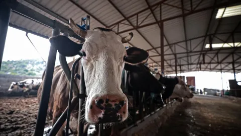 Amasya'da hayvan pazarları geçici olarak kapatıldı