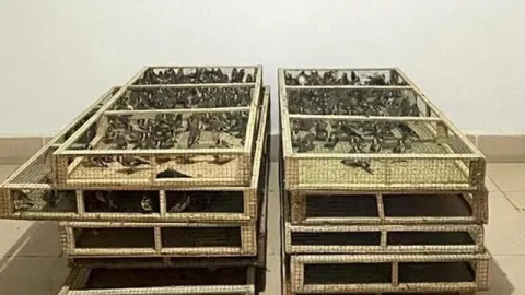 Ankarada saka kuşu üretip satan kişiye 1,4 milyon lira ceza