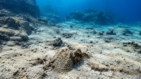 Antalya'da denizin altında korkutan görüntü: Balık avcılığı yasaklandı