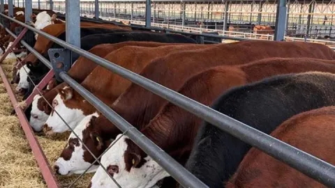 Aydın’a 10 bin baş kapasiteli damızlık çiftliği yatırımı
