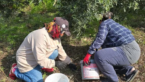 Bahçede bile kilosu 150 TL:  Hasat başladı