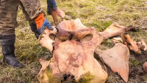 Bahçesinde bulduğu şey tam bir servet değerinde çıktı: Milyonlarca liraya satacak