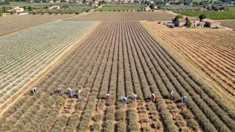 Bahçesine eken bir senede ev araba alıyor: Sıraya girdiler