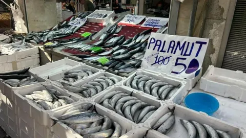 Balık tezgahlarında palamut bolluğu
