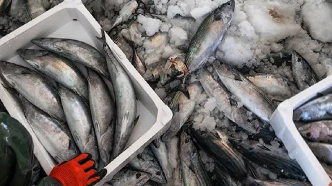 Balık tezgahlarında yeni dönem: İhtiyacı olan bedava alıyor