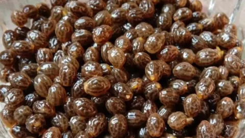 Beklenen hasat başladı: Önce yeşil sonra sarıya dönüyor, çekirdekleri bile para ediyor