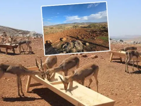Dağ ceylanının alanına tarla açtı kâbusu yaşadı - fotoğraf 1