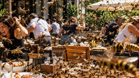 Binlerce eşek arısı restoranları istila etti