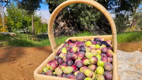 Bir adedi bile çok kıymetli! 1200 yıllık ağacın mahsülüne talep çok