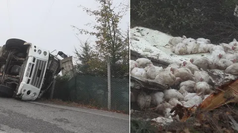 Bolu’da canlı tavuk yüklü kamyon devrildi: 4 yaralı
