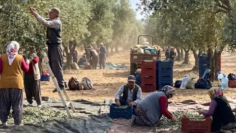 Böyle giderse zeytin ağaçları tek tek sökülecek