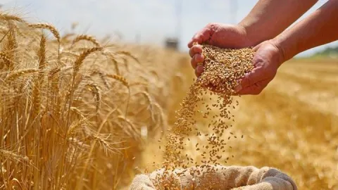 Buğday fiyatlarında sert düşüş: Eylül ayında yüzde 12,7 geriledi