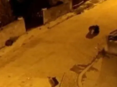 Sarıkamış'ta acıkan ayılar mahalleyi bastı - fotoğraf 1