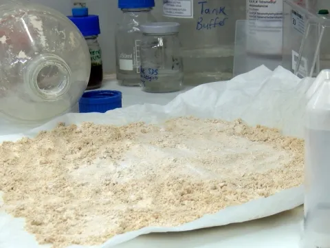 Veganlar için yeni alternatif: Fındıktan bitkisel protein tozu üretilecek - fotoğraf 1