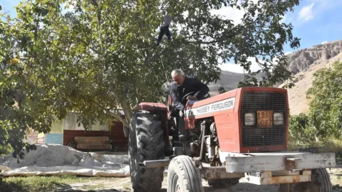Ceviz bahçelerinde hasat mesaisi başladı