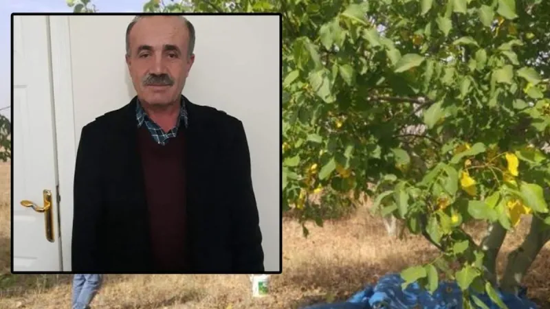 Ceviz toplamak için çıktığı ağaçtan düşüp öldü