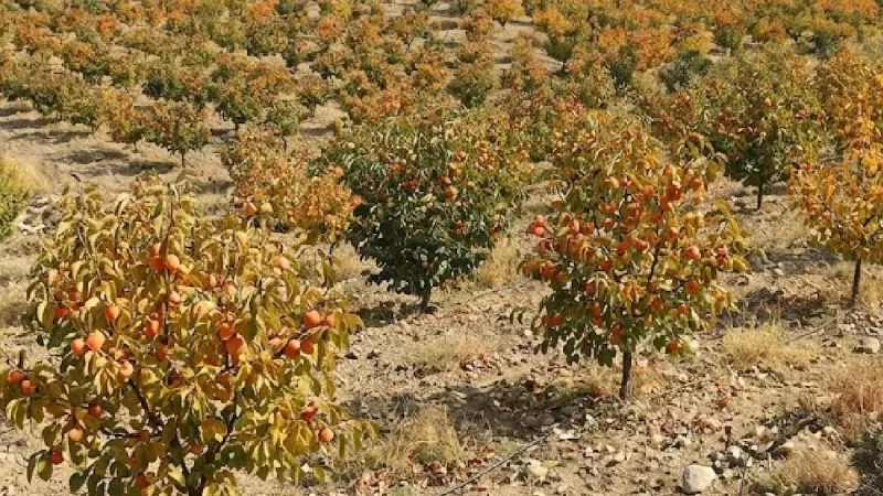 Çin ve Güney Kore'nin hazinesi Türk topraklarında: Tüm dünya Türkiye'den alıyor