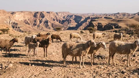 Çölün ortasına bırakılan 15 koyun 35 yıl sonra imkansızı başardı