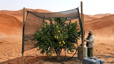 Çölün ortasında limon yetiştirmeye başladılar