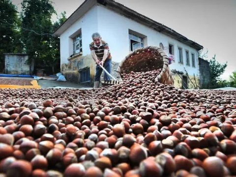 Karadeniz'de istilacı böcek kabusuna 'siber' kalkan - fotoğraf 4