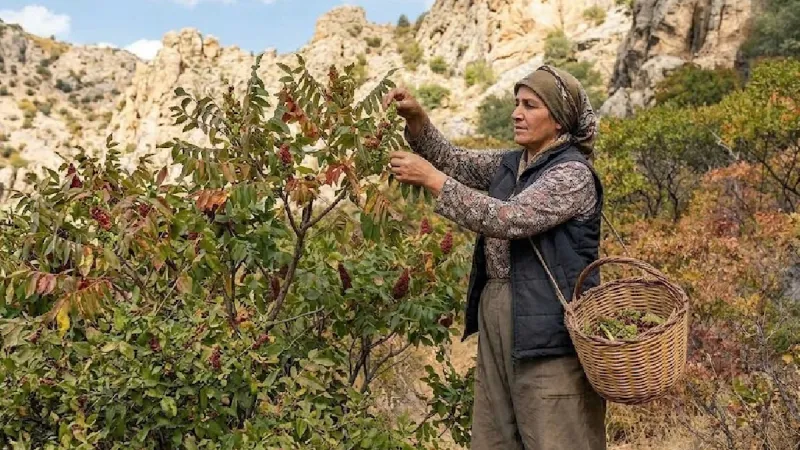 Dağlardan toplanıp kilogramı 500 liraya satılıyor: Ne ekiliyor ne biçiliyor