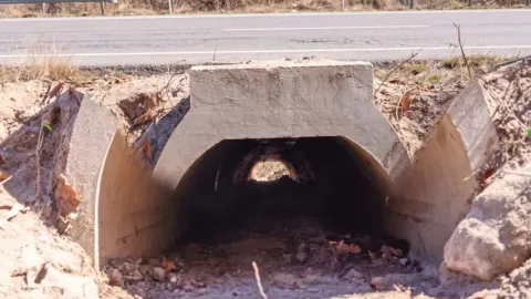 Daha rahat çiftleşsinler diye özel alt geçit inşa edildi
