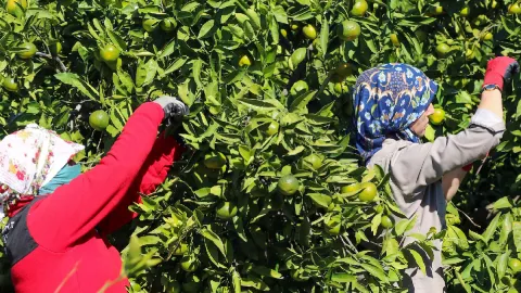 Dalından toplandı, yurt dışına gidiyor: Türkiye dünya sıralamasında ikinci