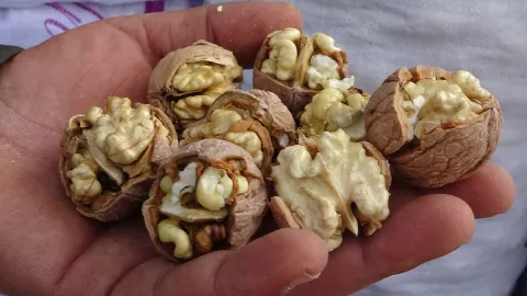 Dalından toplanıyor, Türkiye sıralamasında zirvede: Bir ilçede hasat başladı